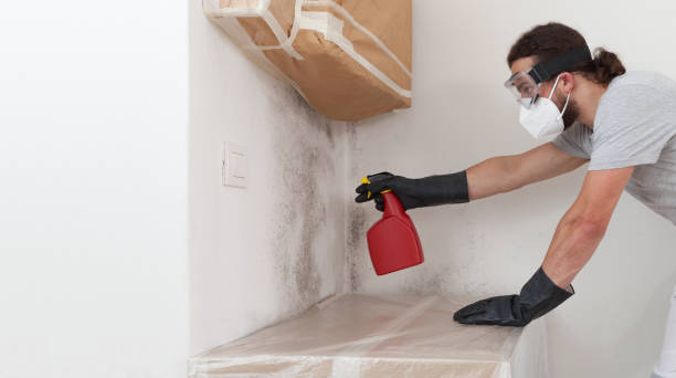 Professional Basement Mold Remediation technician working in Jamison, PA