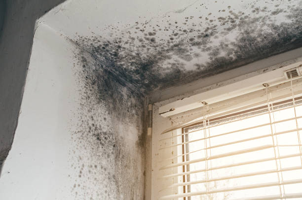 Affordable Basement Mold Remediation solutions in Jamison, PA
